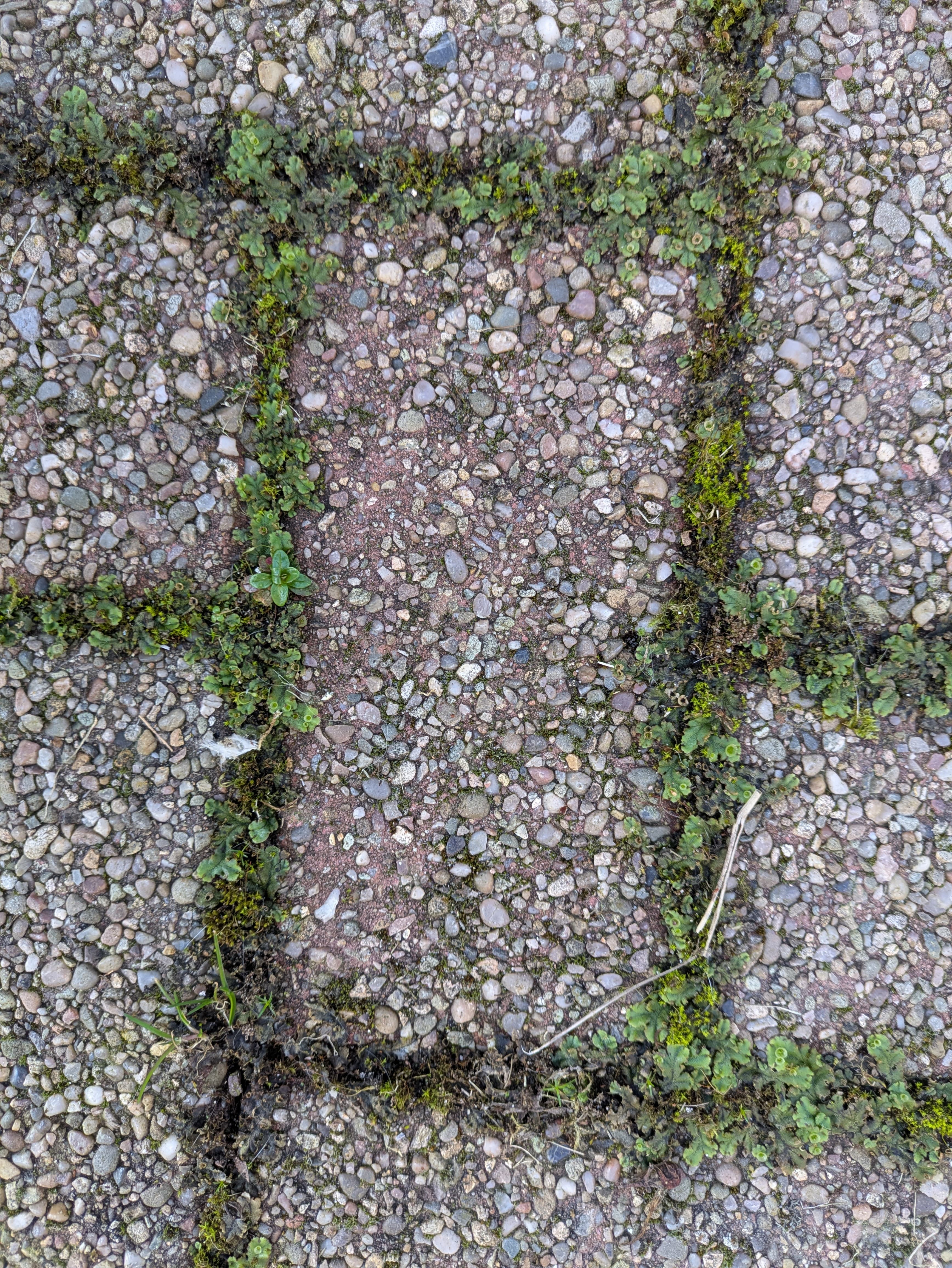 Grimy roof before soft wash cleaning